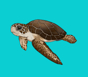 turtle-01.jpg